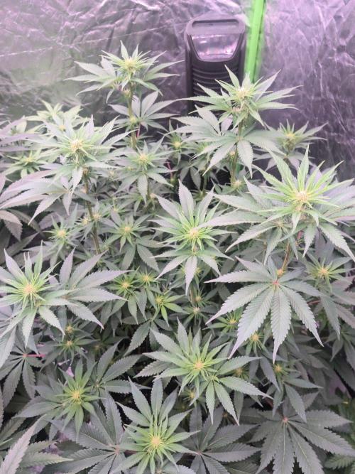 Northern Lights. Week 9