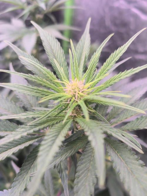 Northern Lights. Week 9