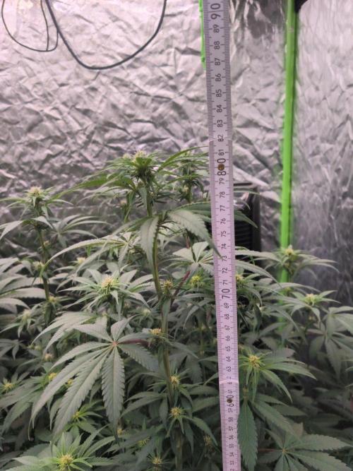 Northern Lights. Week 9