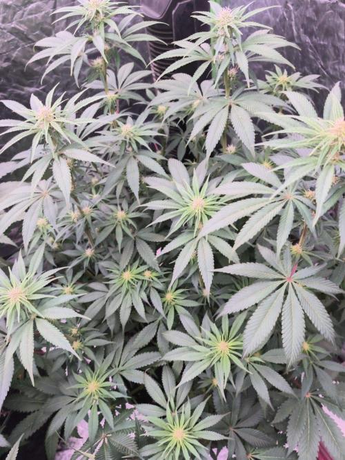 Northern Lights. Week 9