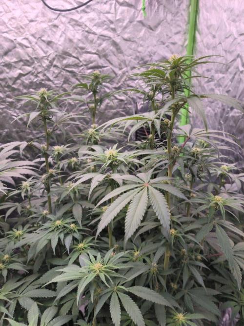 Northern Lights. Week 9