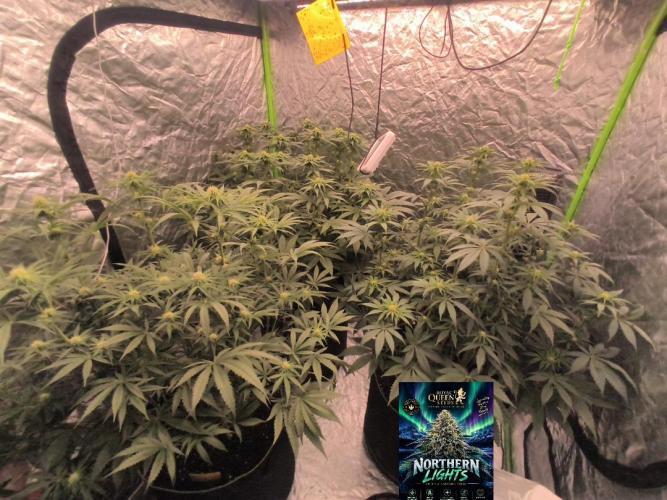 Northern Lights. Week 9