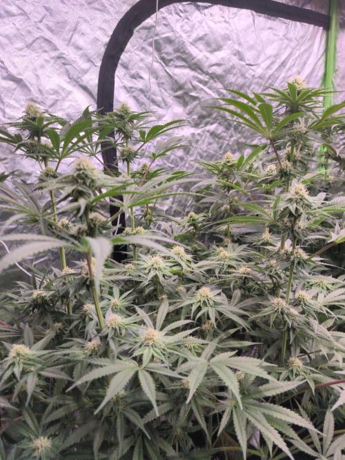 Red Wine -Seeds Genetics. Week 9