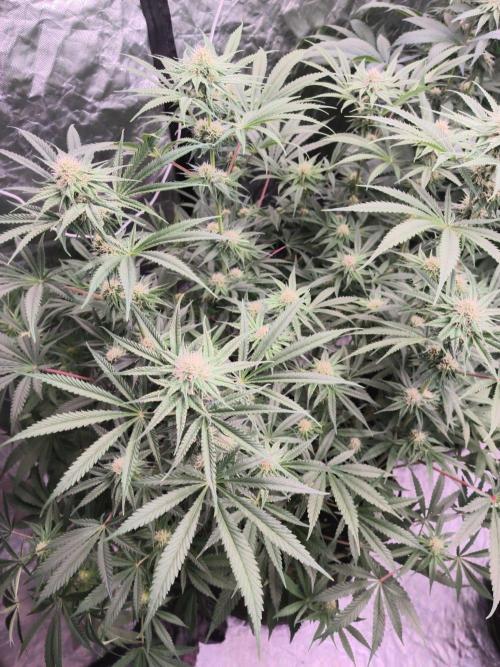 Red Wine -Seeds Genetics. Week 9