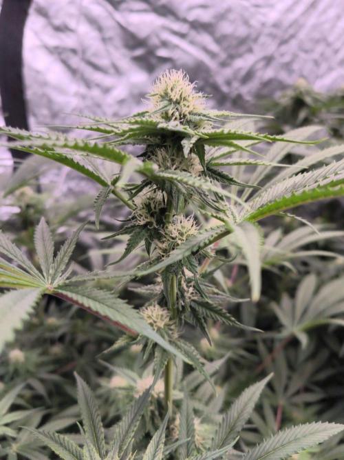 Red Wine -Seeds Genetics. Week 9