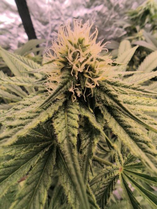 Red Wine -Seeds Genetics. Week 9