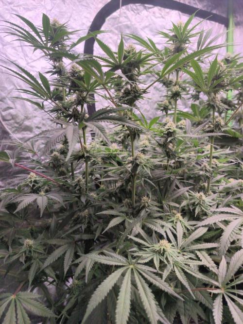 Red Wine -Seeds Genetics. Week 9
