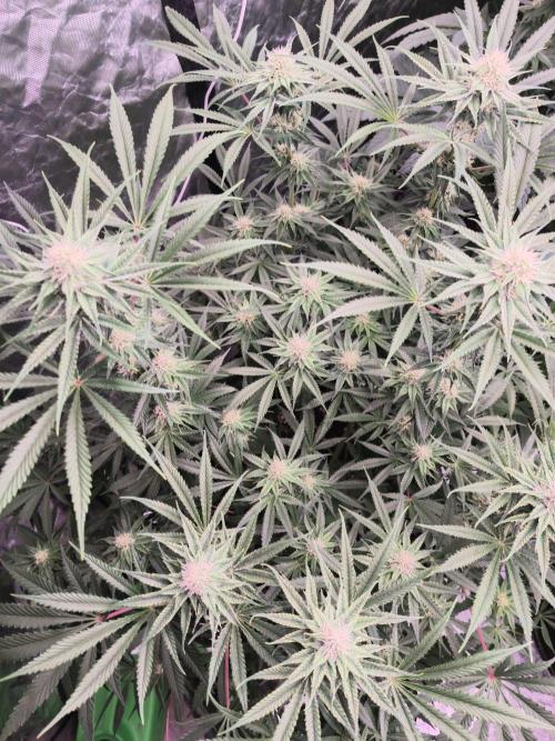 Red Wine -Seeds Genetics. Week 9