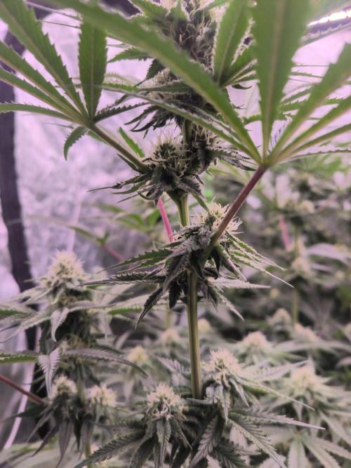 Red Wine -Seeds Genetics. Week 9