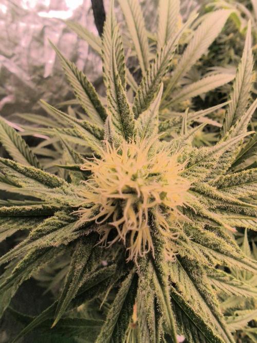 Red Wine -Seeds Genetics. Week 9