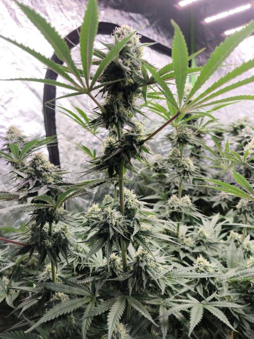 Red Wine -Seeds Genetics. Week 11
