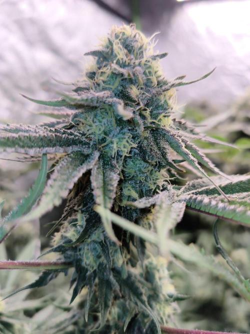 Red Wine -Seeds Genetics. Week 11