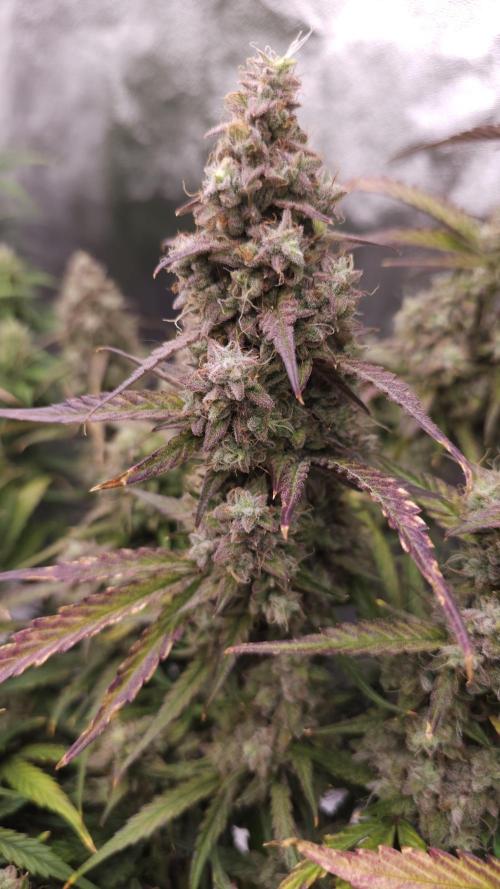 No 🧢 up. Week 9 - 3wok OG