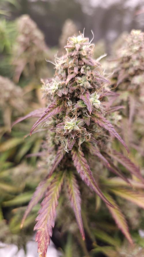 No 🧢 up. Week 9 - 3wok OG