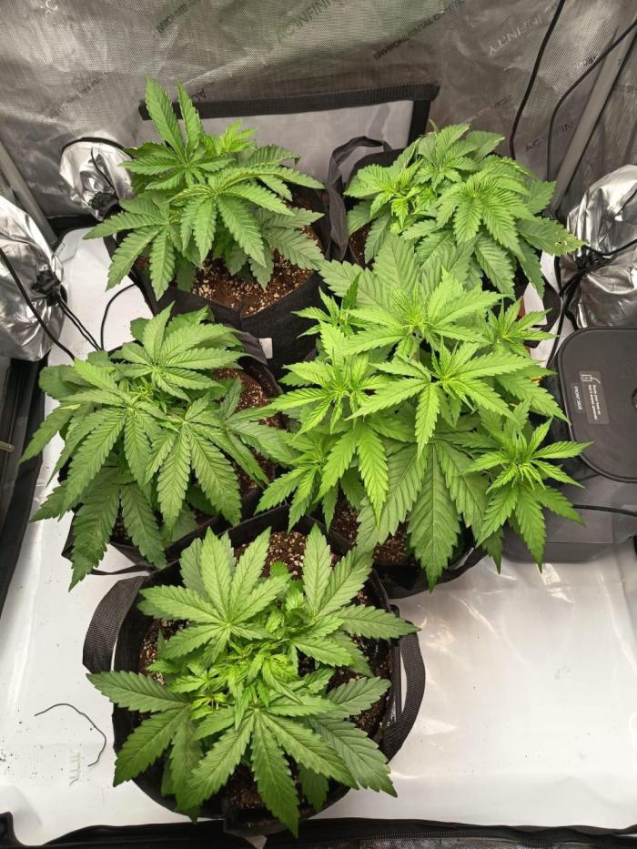 Houston, We Have Trichomes. Week 3 - Ende der Woche