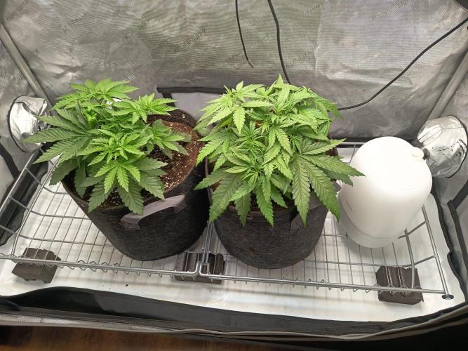 Houston, We Have Trichomes. Week 4