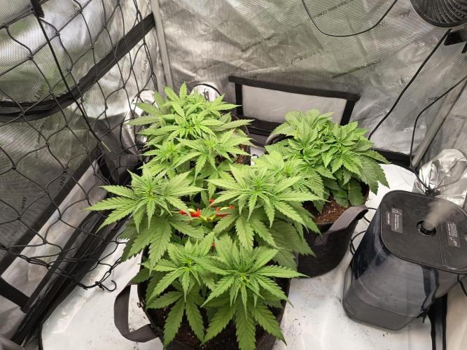 Houston, We Have Trichomes. Week 4