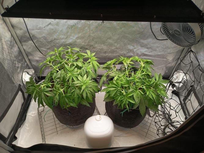 Houston, We Have Trichomes. Week 4