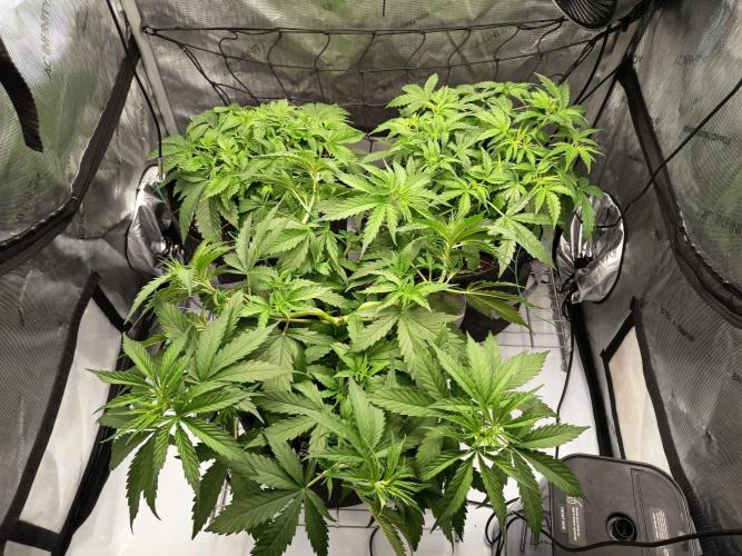 Houston, We Have Trichomes. Week 4