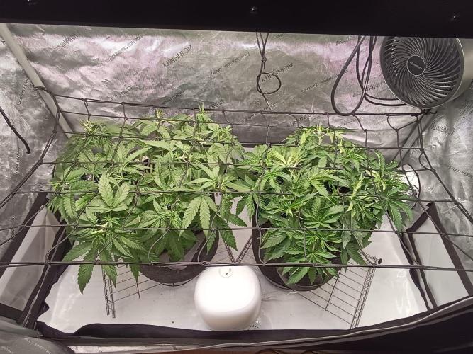 Houston, We Have Trichomes. Week 5