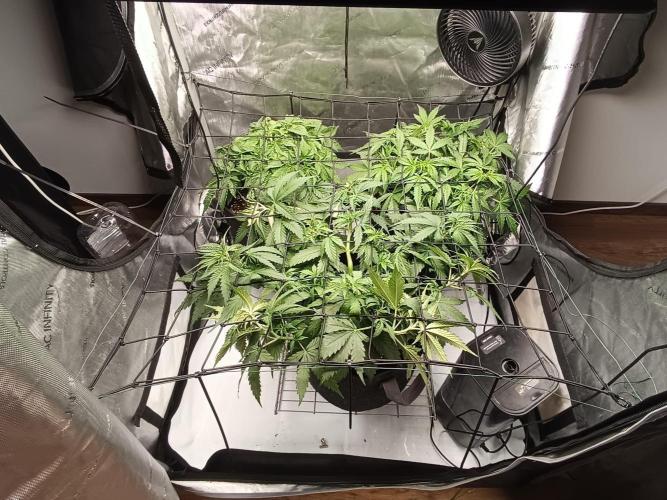 Houston, We Have Trichomes. Week 5