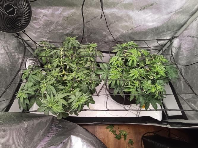 Houston, We Have Trichomes. Week 6