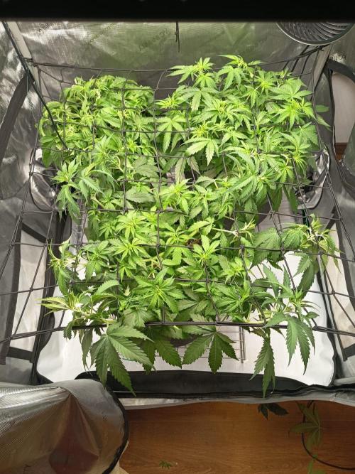 Houston, We Have Trichomes. Week 6