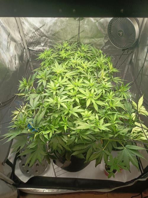 Houston, We Have Trichomes. Week 7 - Runtz (Vorne)
Sour Diesel (Hinten)