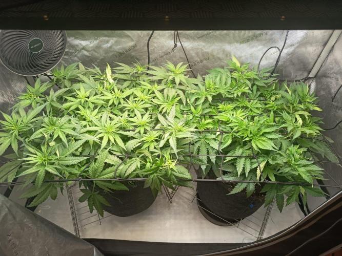 Houston, We Have Trichomes. Week 7 - Watermelon Z (Links)
Original Oz (Rechts)
