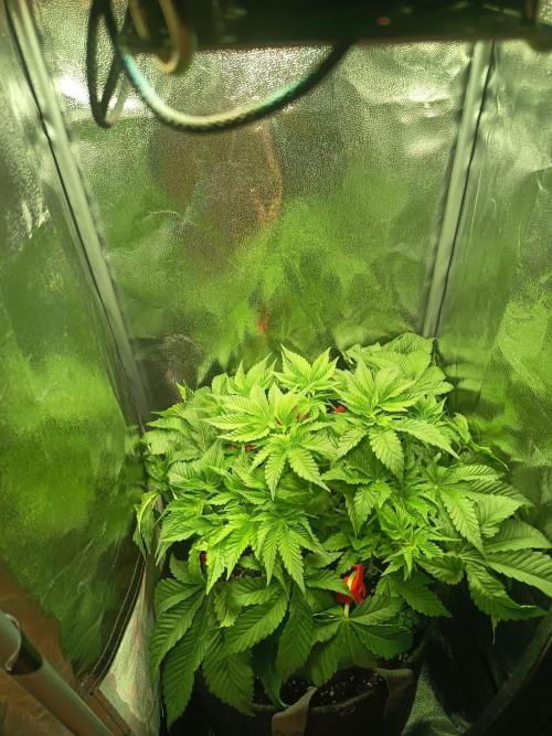 Houston, We Have Trichomes. Week 7 - Bubblegum