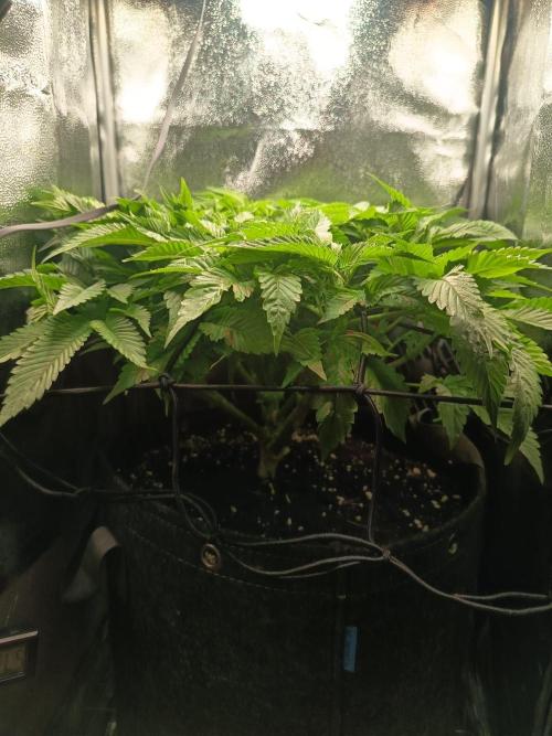 Houston, We Have Trichomes. Week 8