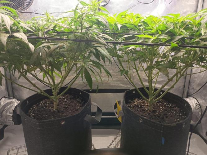 Houston, We Have Trichomes. Week 8