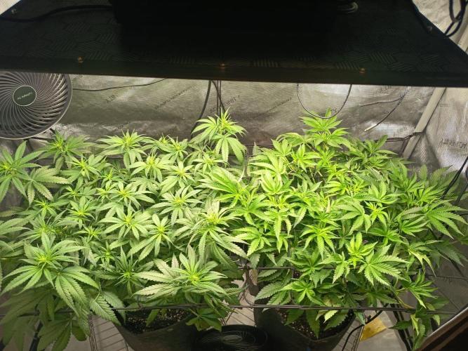 Houston, We Have Trichomes. Week 8
