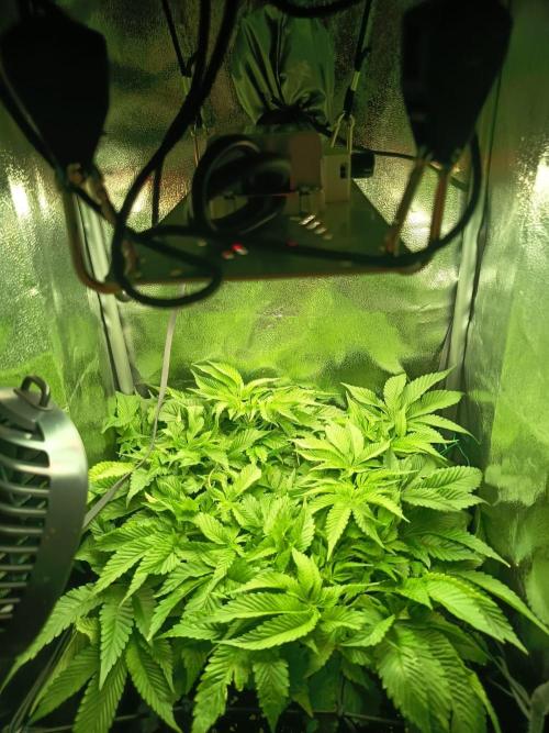 Houston, We Have Trichomes. Week 8