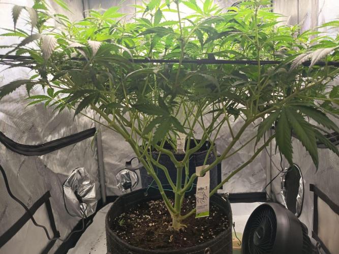 Houston, We Have Trichomes. Week 8