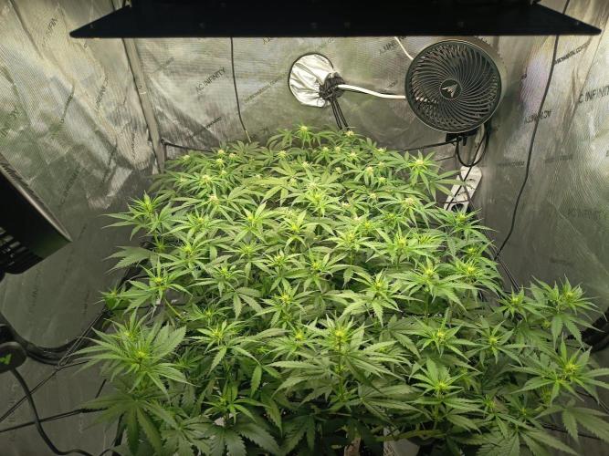 Houston, We Have Trichomes. Week 8