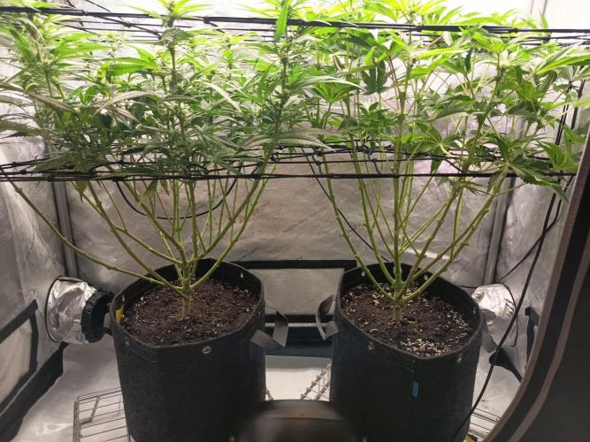 Houston, We Have Trichomes. Week 9 - L: Watermelon
R: Sour Diesel