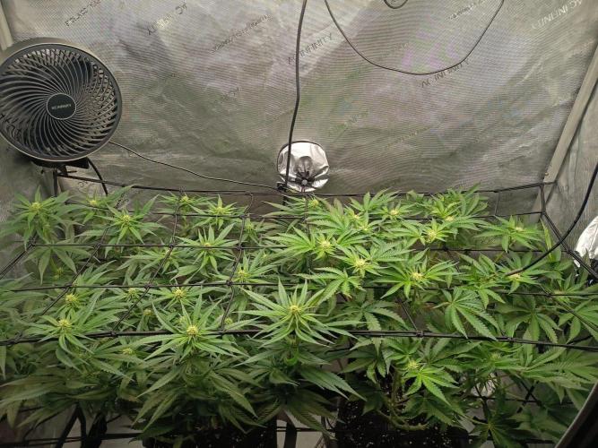 Houston, We Have Trichomes. Week 9 - L: Watermelon
R: Sour Diesel