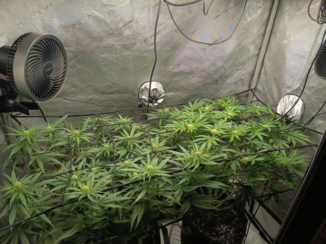 Houston, We Have Trichomes. Week 9 - L: Watermelon
R: Sour Diesel