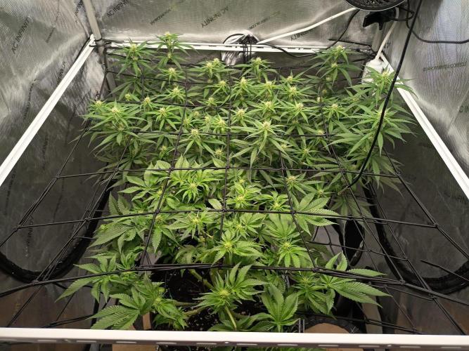 Houston, We Have Trichomes. Week 9 - V: Bubblegum
H: Runtz