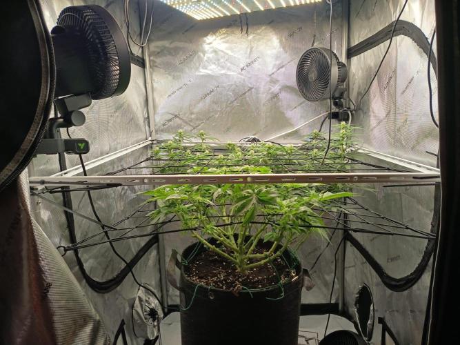 Houston, We Have Trichomes. Week 9 - V: Bubblegum
H: Runtz