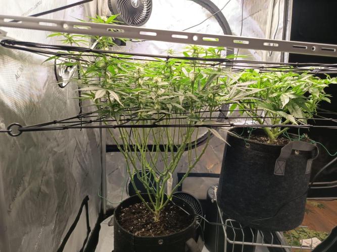 Houston, We Have Trichomes. Week 9 - L:Runtz
R: Bubblegum