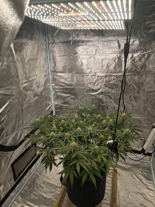 Houston, We Have Trichomes. Week 9 - Automatic