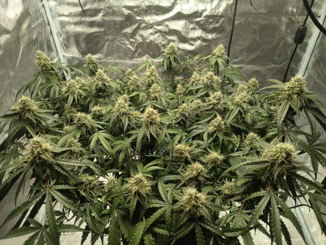Houston, We Have Trichomes. Week 10 - Auto