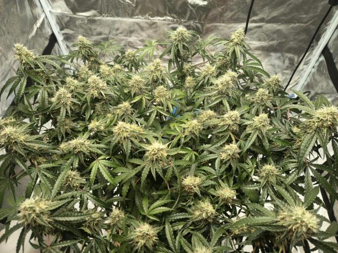 Houston, We Have Trichomes. Week 10 - Auto