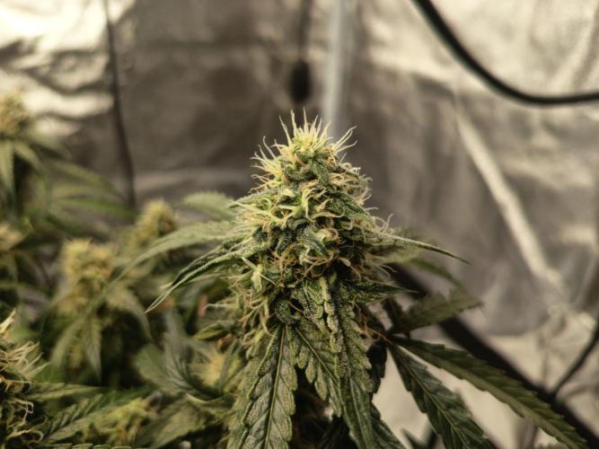 Houston, We Have Trichomes. Week 10 - Auto