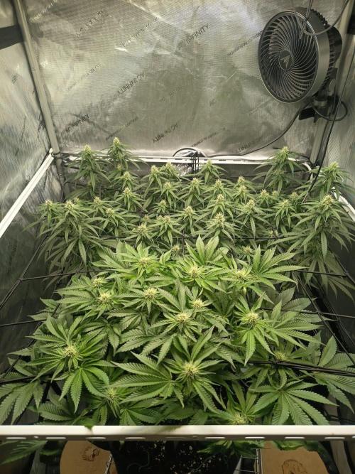 Houston, We Have Trichomes. Week 10 - Bubblegum und Runtz