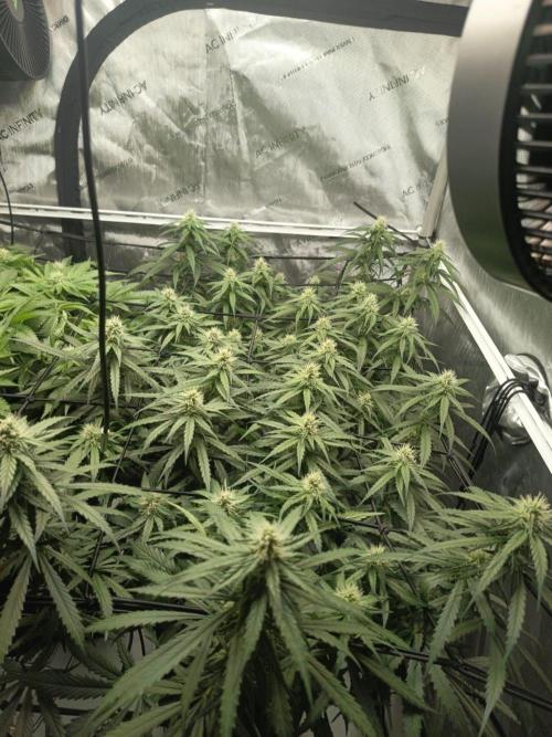 Houston, We Have Trichomes. Week 10 - Runtz