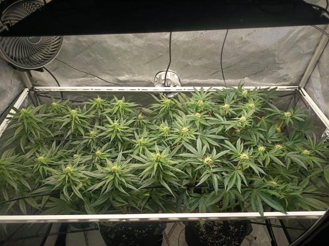 Houston, We Have Trichomes. Week 10 - Watermelon und Sour DIesel