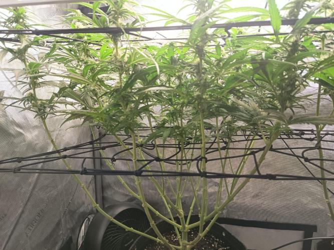 Houston, We Have Trichomes. Week 10 - Watermelon